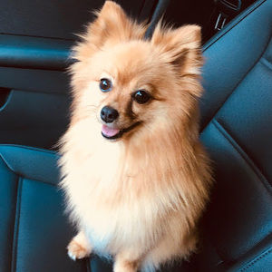 Meet your Posher, Daisy